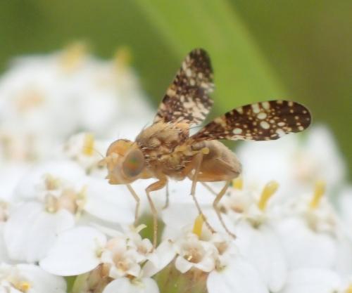 Réf. 199 416 : Oxyna flavipennis